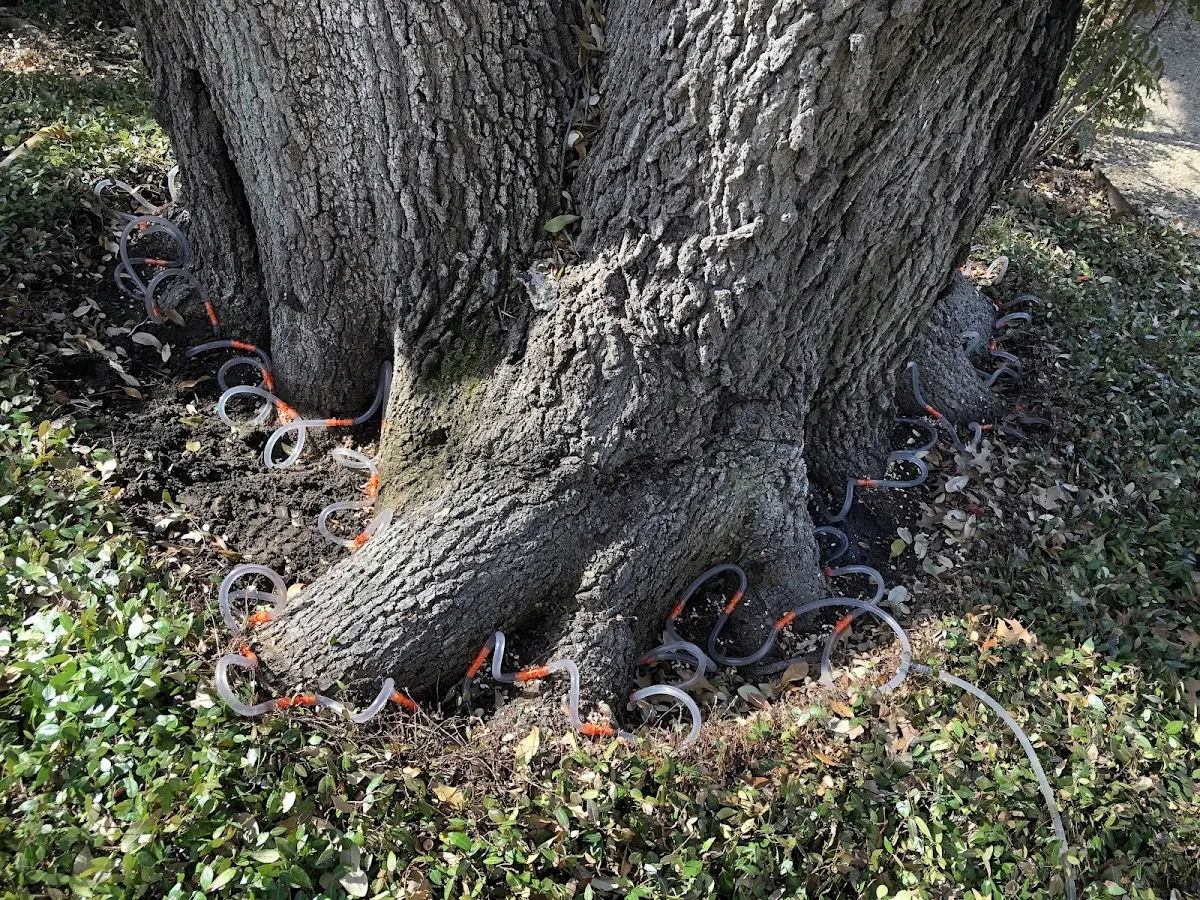 Detailed Tree Cabling and Bracing job site in Devine