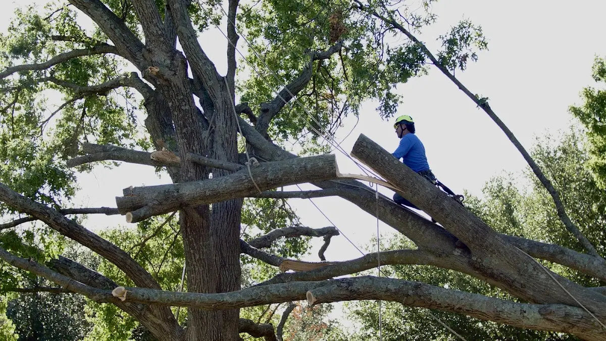 Professional Hazardous Tree Removal performed by certified arborists in Devine
