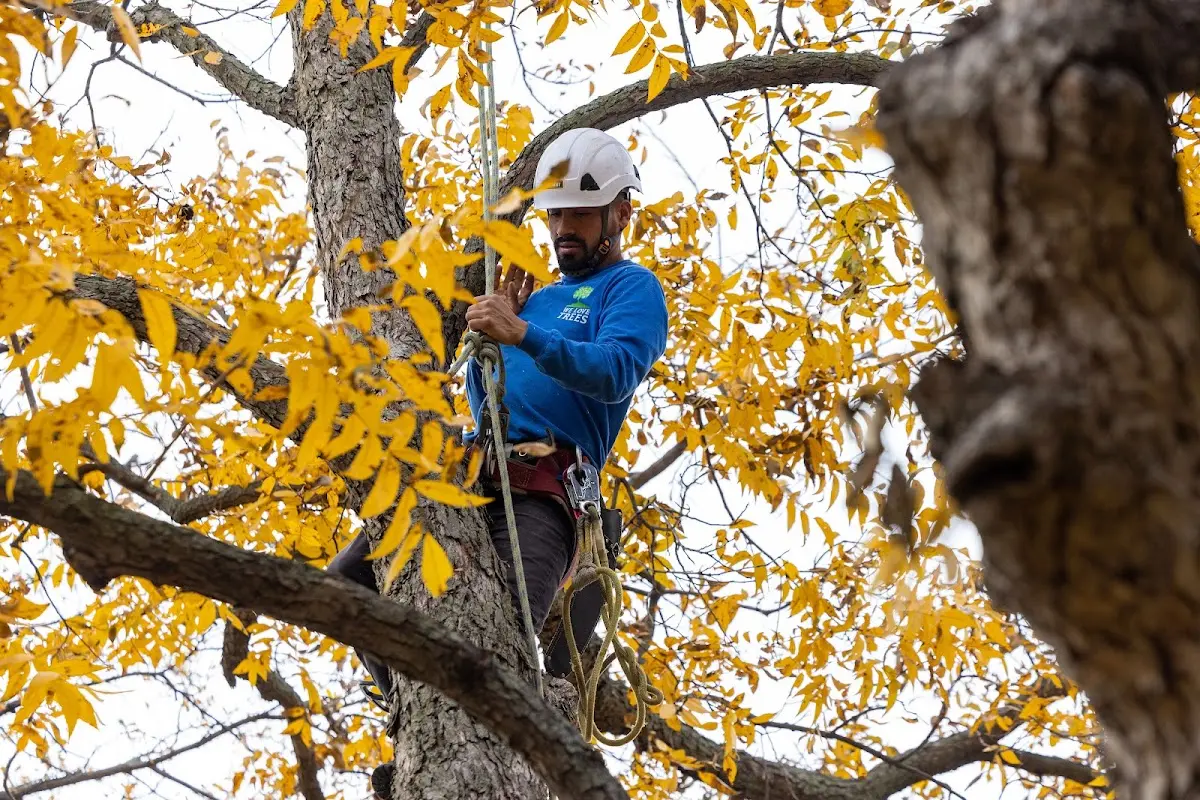 Skilled Tree Disease Treatment crew working in Devine